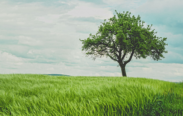 Ein Baum auf einer Wiese als Symbol für Nachhaltigkeit